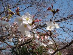 sakura