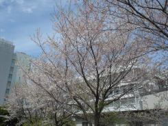 sakura